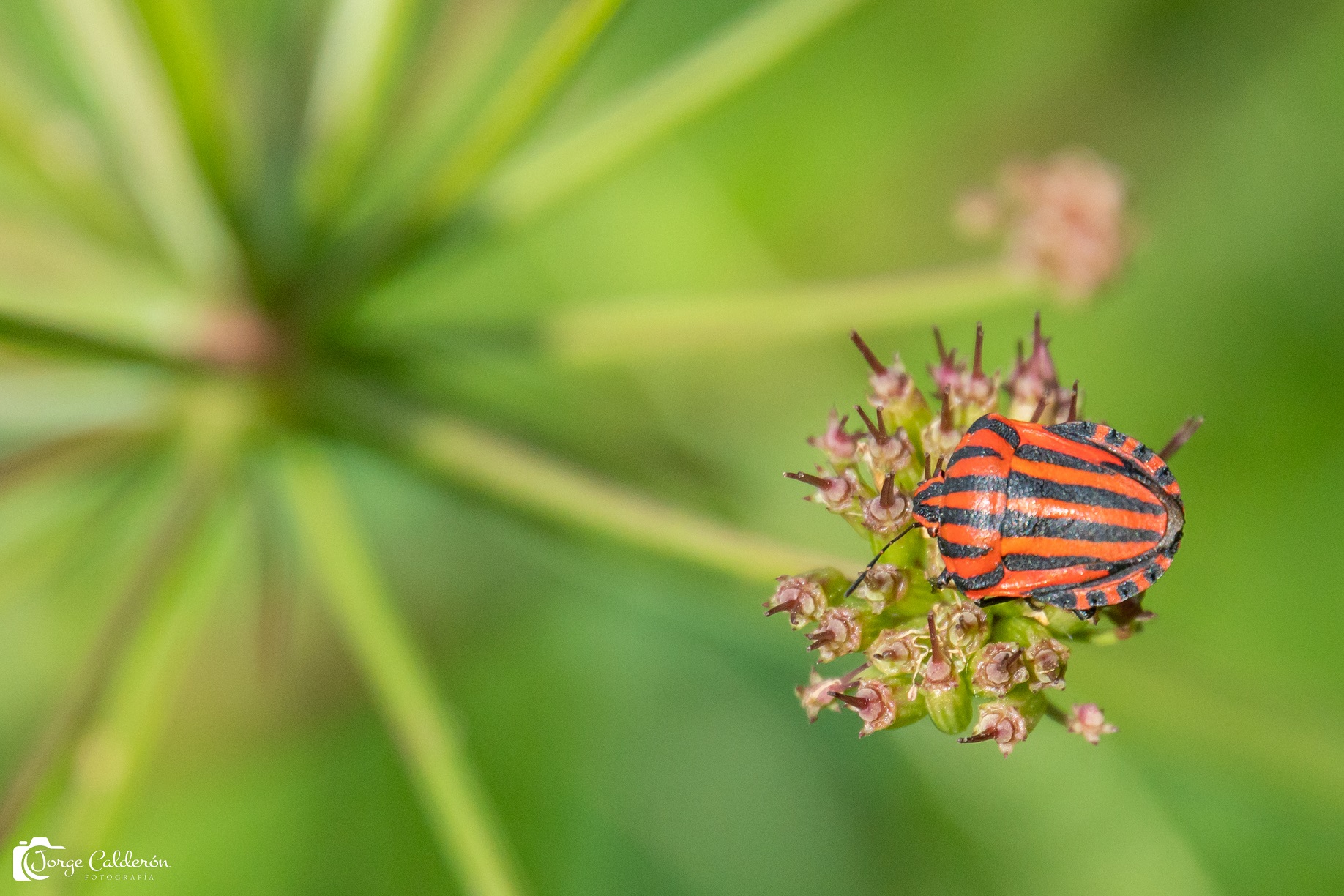insectos